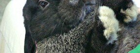 pickingminilops-naturalrabbitcare.com2