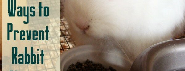 Preventing Rabbit Obesity - Natural Rabbit Care